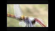 Male dragonfly grips female by head and wings