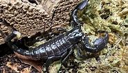 Pandinus imperator, the Emperor Scorpion rehouse and care