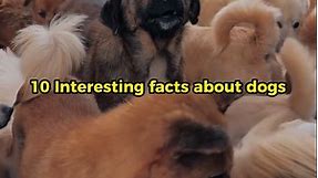 10 interesting facts about Dogs