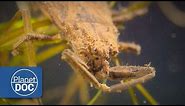 Water Scorpion | Express Animal Documentaries