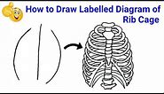 how to draw human rib cage | how to draw rib cage human anatomy | how to draw rib cage