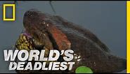 Anaconda Devours World's Largest Rodent | World's Deadliest