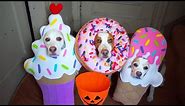 Best Dogs in Costumes Compilation! Funny Dogs Maymo, Penny & Potpie Dress Up for Halloween