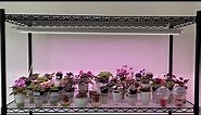 African Violets - Barrina Full Spectrum Grow Light Update - 8 Months Later