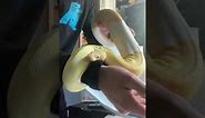 Albino Pied Ball Python Unboxing!