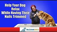 Teach Your Dog To Be Comfortable With Nail Clipping