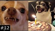 Angry Chihuahuas Compilation 😡🐶| They're actually funny