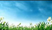 Blue sky white clouds green grass flowers dynamic loop background HD video