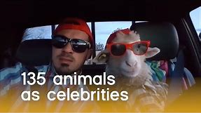 135 Animals As Celebrities (Animal Pet Puns) | The Pet Collective