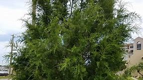 Gardening: Adding a tree to your Florida landscape? Southern redcedar is a great option