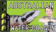 Australian Water Dragon, The Best Pet Lizard?