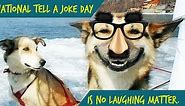 24 Amazing/Awful Dog Jokes for National Joke Day