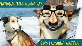 24 Amazing/Awful Dog Jokes for National Joke Day