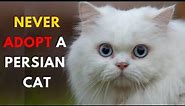 Top 14 Reasons Why You Shouldn't Get a Persian Cat