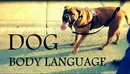 Understanding Dog Body Language - Learn how to read dogs behavior better