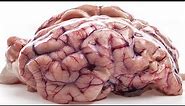 7 "Facts" About The Brain That Are Not True