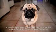 Pug Pros and Cons ( A Must Watch for New Potential Pug Owners )