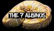 The 7 Albinos (Ball Pythons)