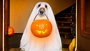 50 Corny Ghost Jokes to Lift Your Spirits on Halloween Night