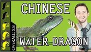 Chinese Water Dragon, The Best Pet Lizard?