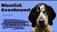 Bluetick Coonhound Breed: Everything You Need to Know | Complete Guide and Tips