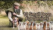 10 Best Small Dog Breeds for Seniors