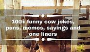 100  funny cow jokes, puns, memes, sayings and one liners