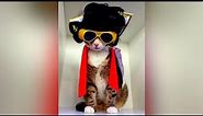CATS TRY ON HALLOWEEN COSTUMES - Funny Cats in Costumes Compilation