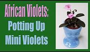 African Violets: Potting Up Mini Violets