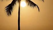Palm tree sunset in Hawaii