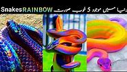 5 Most Beautiful Rainbow Snakes 🐍 in The World!