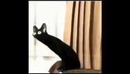Distorted black cat meme (Content Aware Scale)