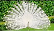 The most beautiful and elegant Peacocks||White Peacock (Albino)