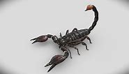 Emperor Scorpion - Buy Royalty Free 3D model by Animagamma