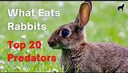 What Eats Rabbits, The List of What Hunts and Eats Rabbits!