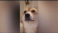 Shiba Uni Dog Dancing Original Meme Template