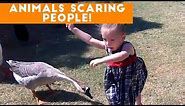 Funniest Animals Scaring People Reactions of 2017 Weekly Compilation | Funny Pet Videos