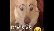 Dogs vs Eyebrows | 2min dose of hilarious dogs | Funny Tik Tok and Vines compilation videos