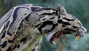 Clouded Leopard Teeth: Everything You Need To Know