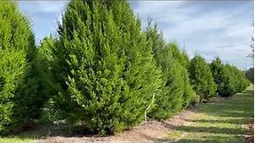 Southern Red Cedar Farm/Big Trees For Sale/Buy Large Trees and Palms/The Tree Planters