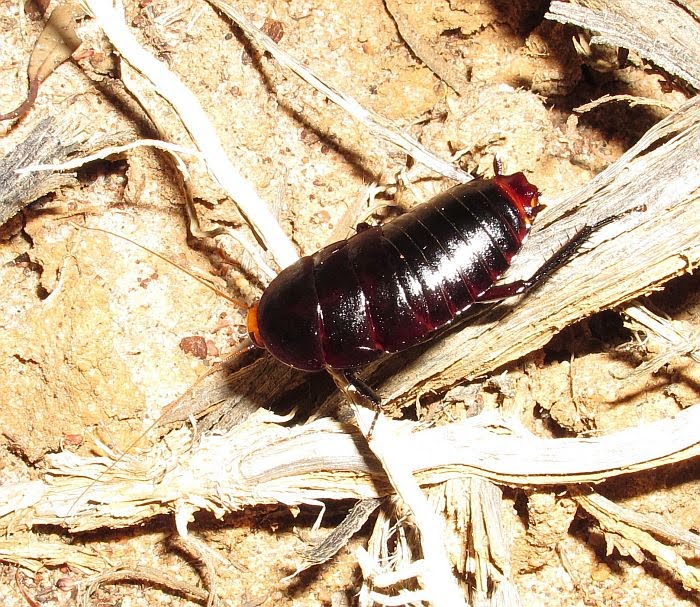 Esperance Fauna: Platyzosteria sp. - Orange-rump Cockroach