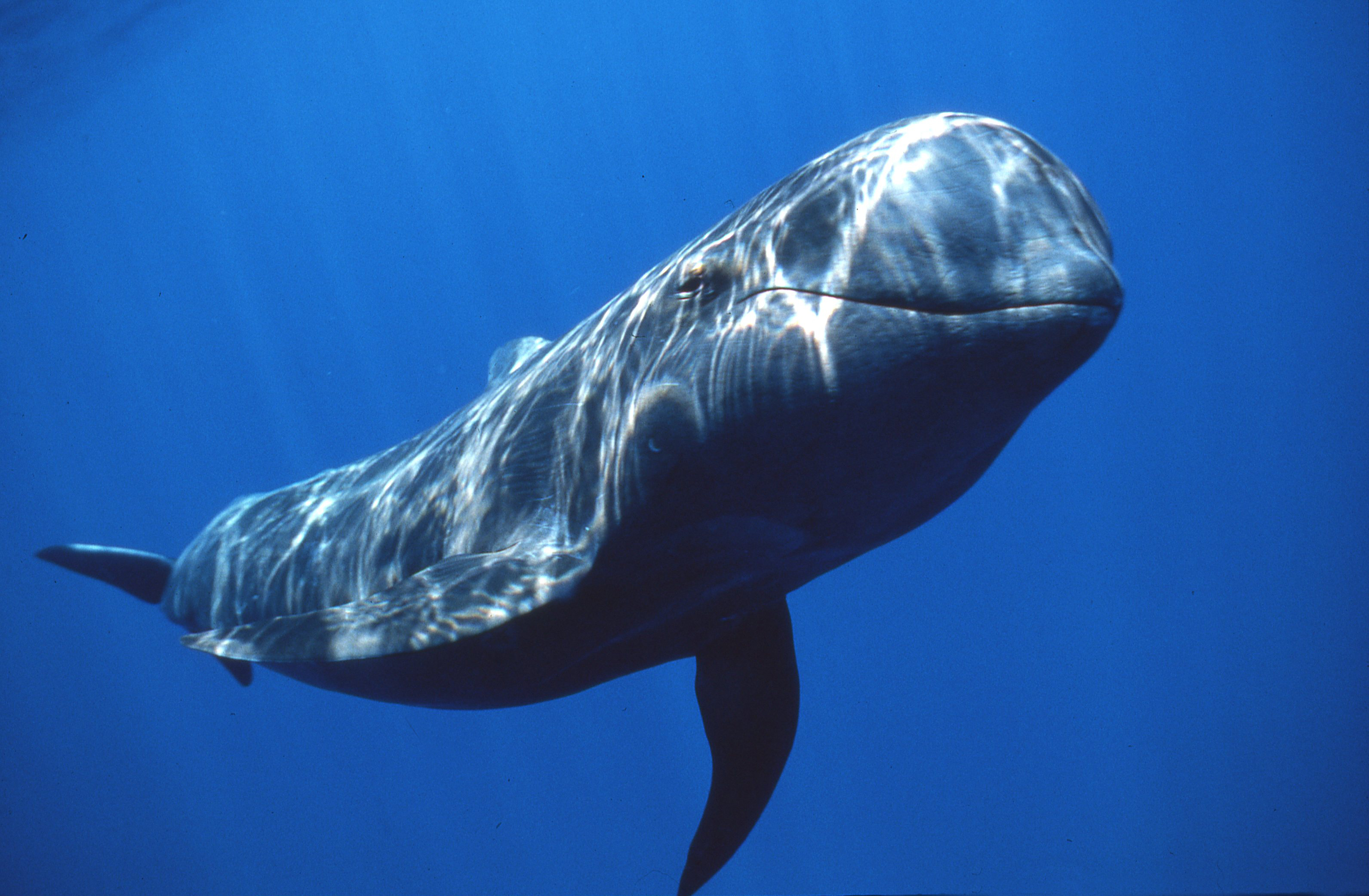 Short-finned Pilot Whale photo