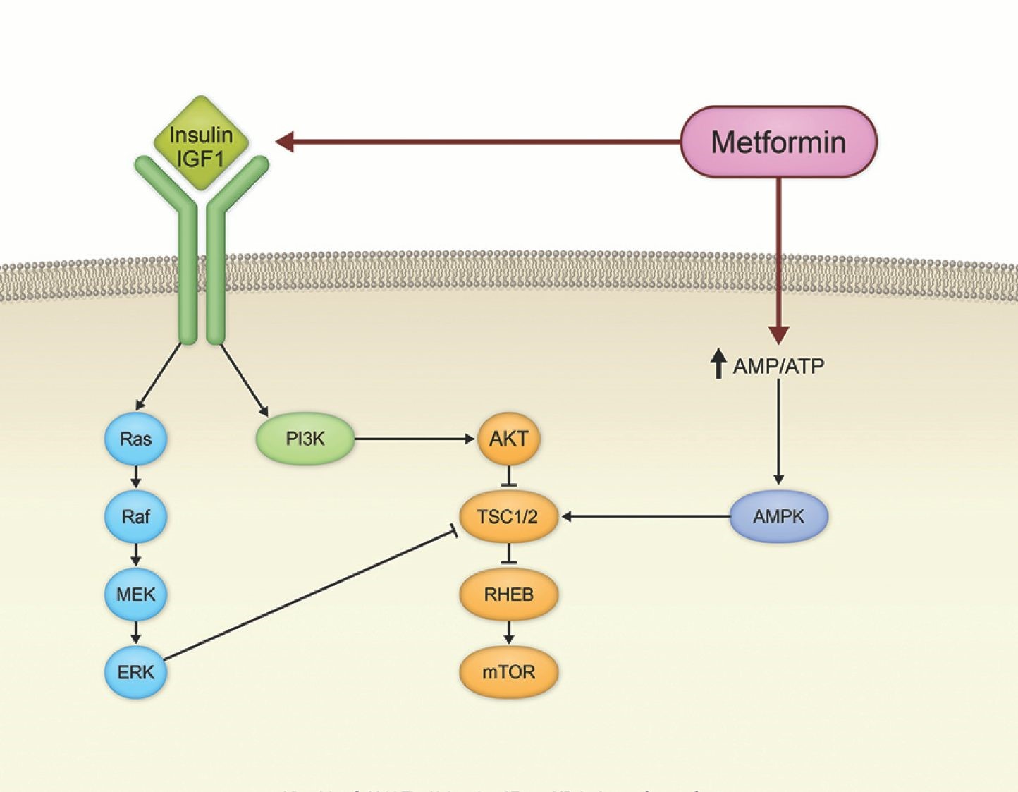 Metformin improves cancer outcomes | Cancer Biology