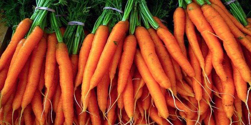 Le carote: tutto su come coltivarle bene | best5.it