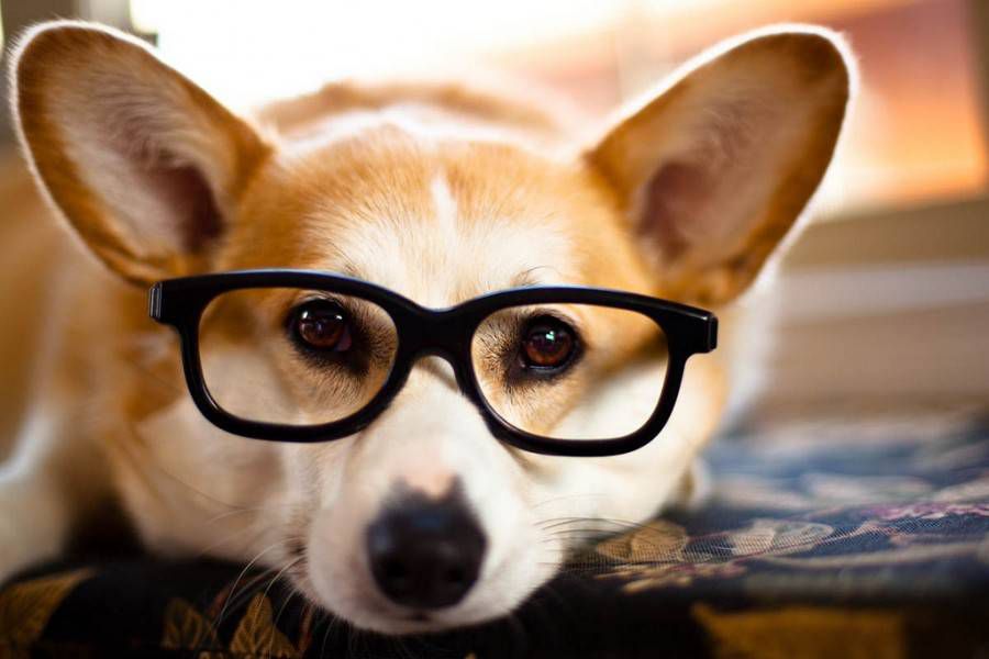 Smartest Small Dog Breeds You'll Love