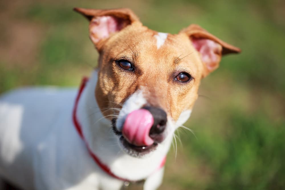 Why Does Your Dog Lick Its Nose?