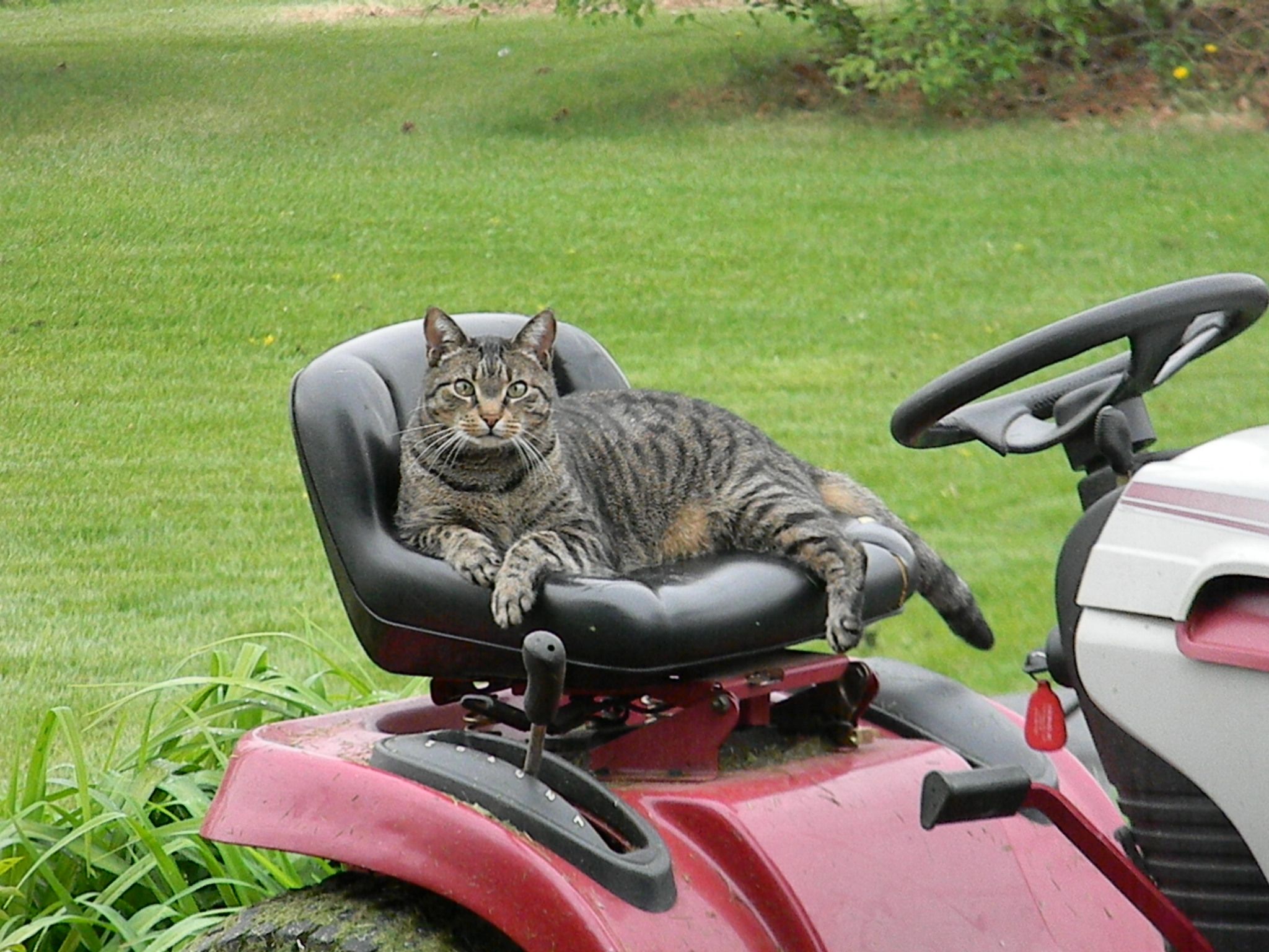 Lawn mower kitty | Lawn mower, Mower, Lawn