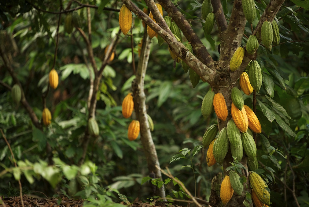 Plaga de chinches en plantaciones de cacao