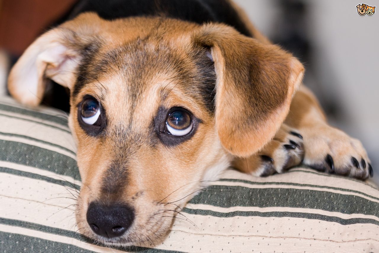 Reasons Your Dog is Whining That Might Surprise You