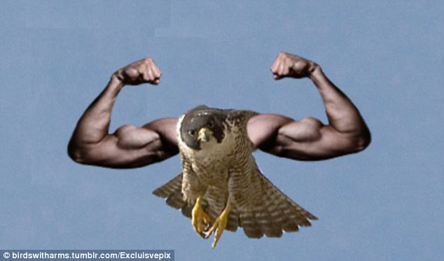 The Eagle Muscle | Eagle cartoon, Eagle mascot, Bald eagle art